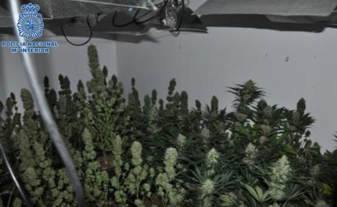 Detenido un clan familiar dedicado al cultivo de marihuana en Puertollano