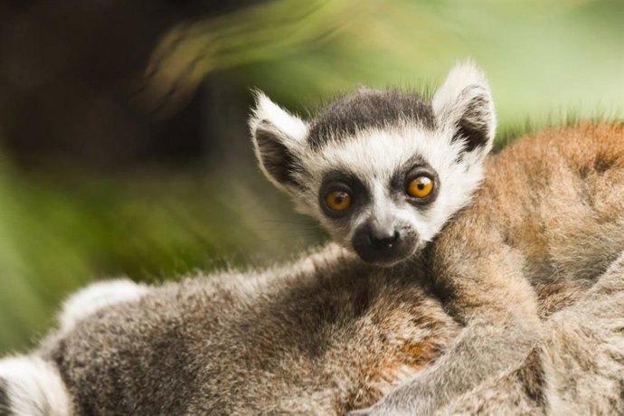 Loro Parque da la bienvenida a una nueva cría de lémur