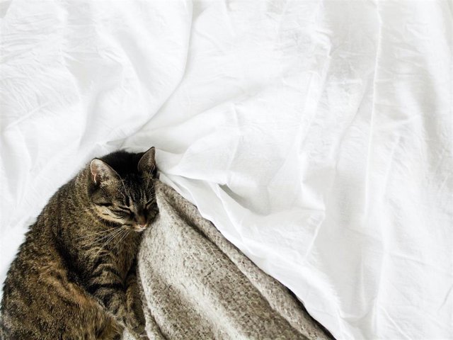 Los gatos suelen dejar todo lleno de pelos a su paso, pero tenemos la solución para olvidarte de este molesto inconveniente y disfrutar al máximo de tu mascota