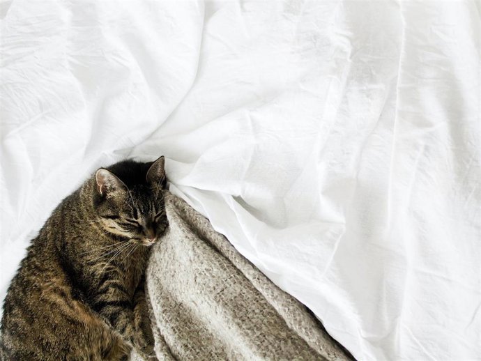 Los gatos suelen dejar todo lleno de pelos a su paso, pero tenemos la solución para olvidarte de este molesto inconveniente y disfrutar al máximo de tu mascota