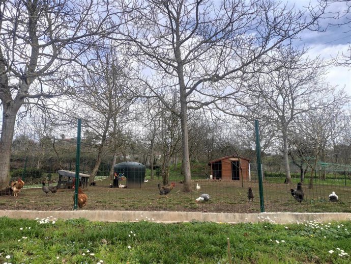 Archivo - Gallinero, gallinas, rural.