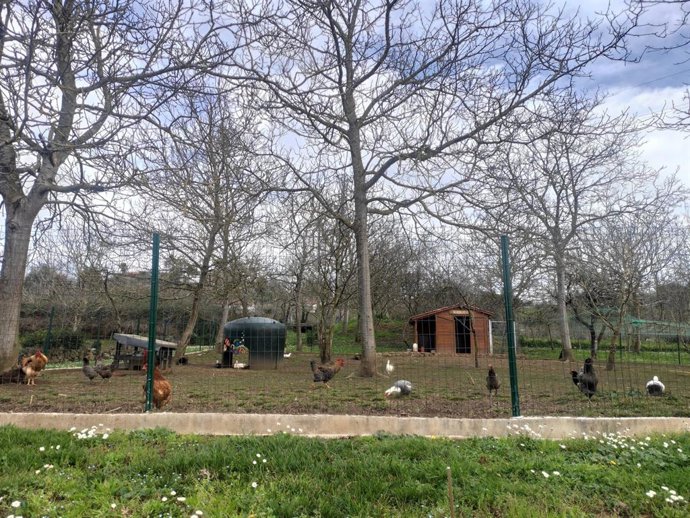 Archivo - Gallinero, gallinas, rural.