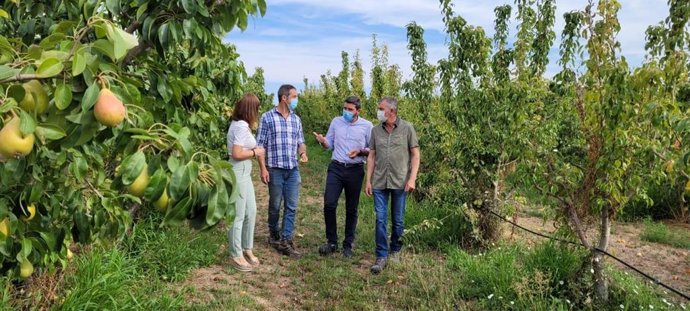 El consejero Antonio Luengo durante su visita a una parcela de producción de Pera DOP de Jumilla