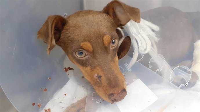 El podenco Grogu ingresado en el Hospital Veterinario de Córdoba con una gran hemorragia en su cabeza tras resultar herido por una escopeta de caza.