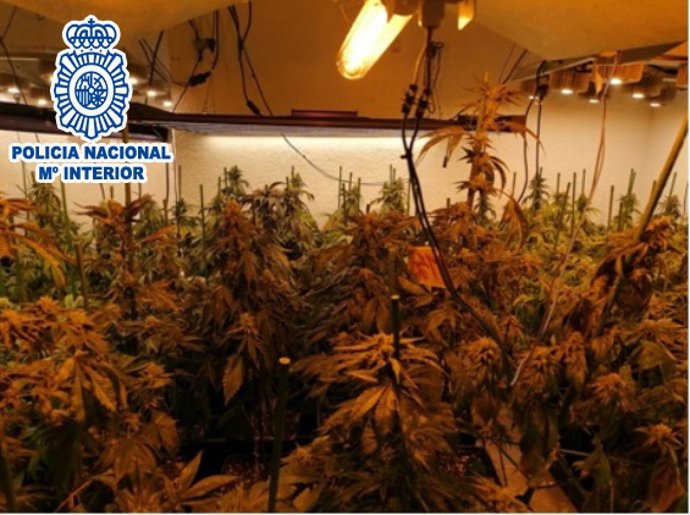 Tres detenidos por un cultivo de marihuana con 289 plantas en Vacarisses (Barcelona)