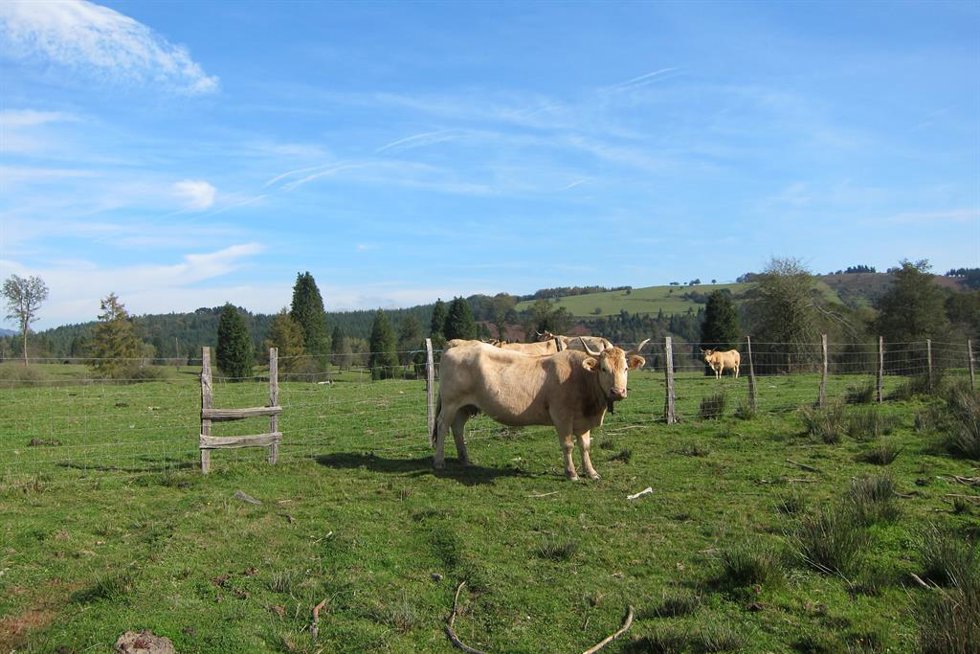Archivo - Vaca