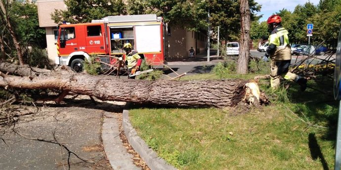 Bomberos retira un pino que estaba podrido en la rotonda de Padre Claret con la Plaza Joaquín Eguizalde en Logroño