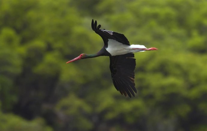 Nuevo proyecto de FNyH para la protección de tres especies estrella de la biodiversidad en CyL.