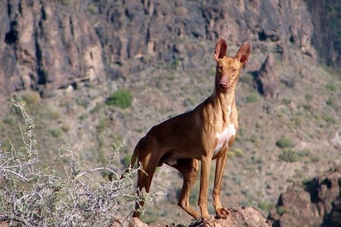 Archivo - Podenco canario durante una jornada de caza