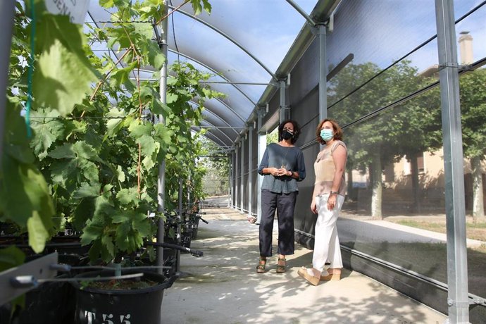 La consejera Itziar Gómez visita el invernadero de viñas antiguas, acompañada por Ana Sagüés, jefa de la Sección de Viticultura y Enología