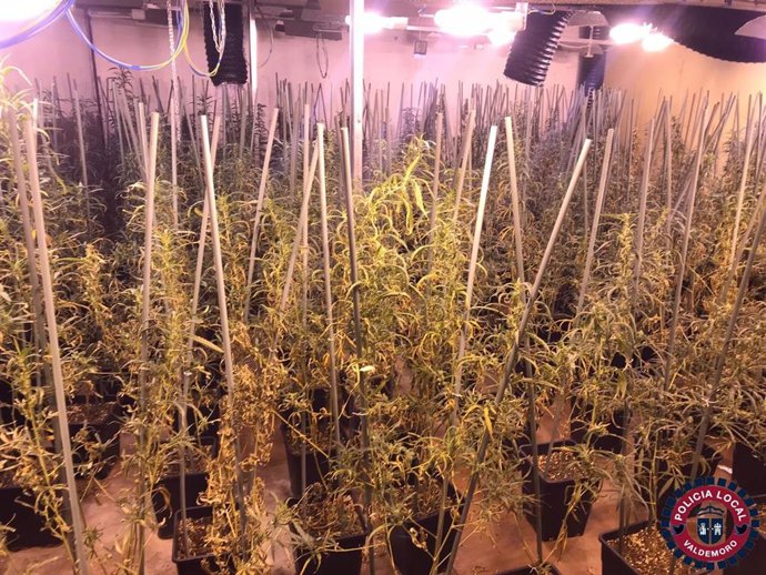 Plantación de marihuana en Valdemoro