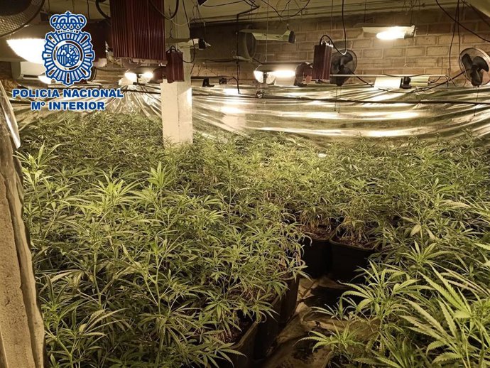 Plantación indoor de marihuana desmantelada por la Policía Nacional en Sanlúcar.