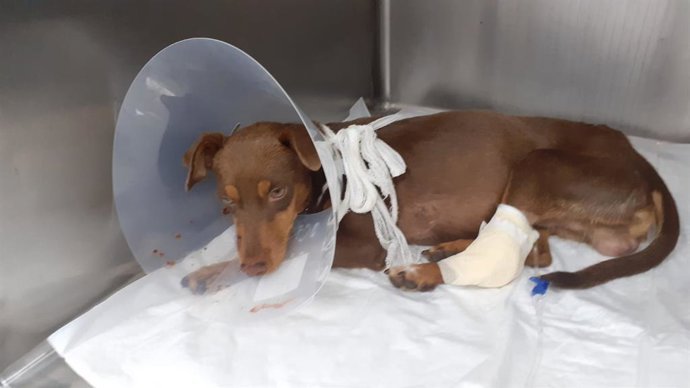 Podenco ingresado en el Hospital Veterinario de Córdoba con una gran hemorragia en su cabeza al resultar herido por una escopeta de caza.