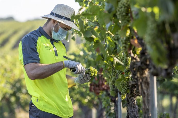Un empleado de Raimat realizando trabajos de vendimia en los cultivos de la compañía, ubicados en la zona de Lleida.