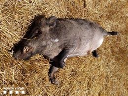 Uno de los jabalíes que el presunto autor atropelló.