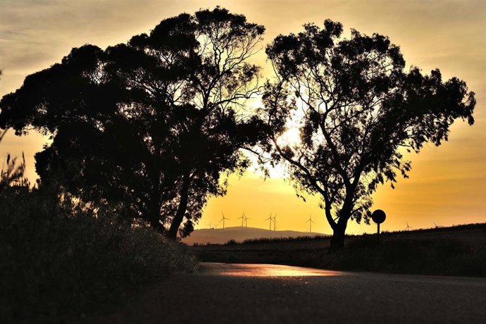 Arboles en en lmunicipio malagueño de Campillos, cuyo ayuntamiento protegerá los árboles o arboledas determinados como de carácter especial