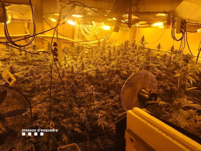 Plantación de marihuana en una casa de Massanes (Girona)