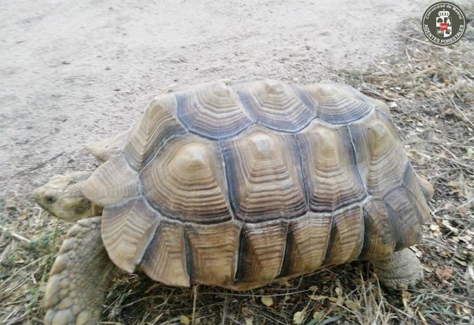 Tortuga de espolones africana