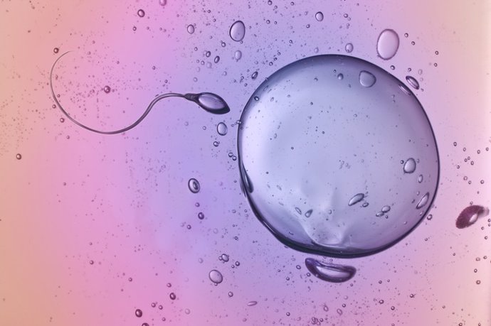 Archivo - Ovulo y esperma