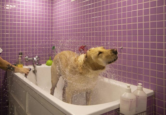 Archivo - Un perro se sacude el agua tras ser lavado en una peluquería canina