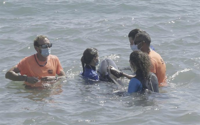 Primer chequeo al delfín varado en La Pobla