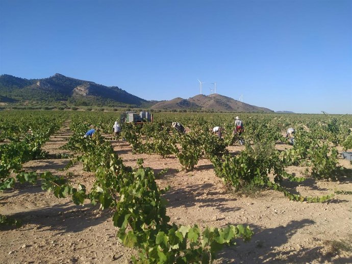 Archivo - Un momento de la vendimia 2020