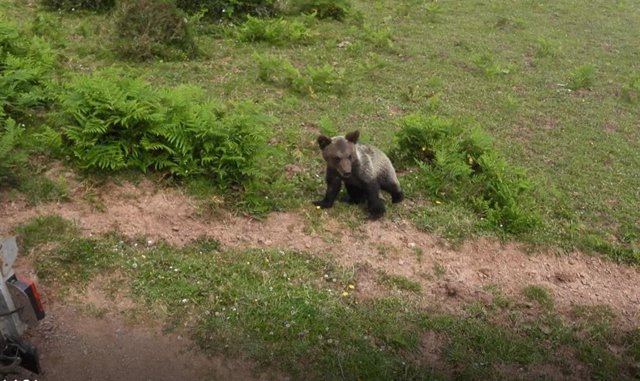 Liberado en el Paisaje Protegido del Pico Caldoveiro al osezno recogido en abril en las inmediaciones de Yernes