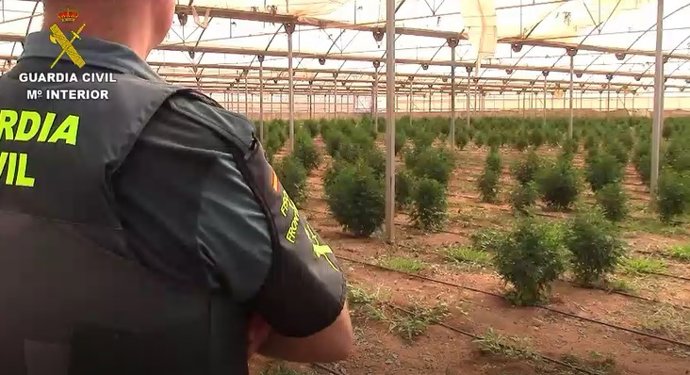 Plantación de marihuana intervenida.