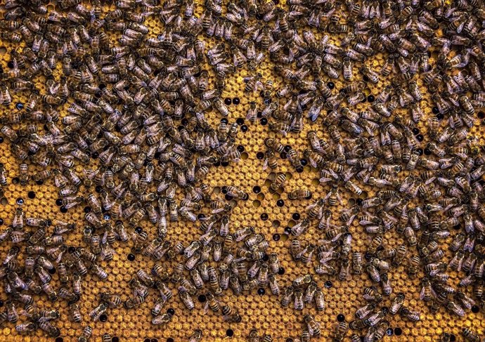 Archivo - Ayudas a la apicultura.