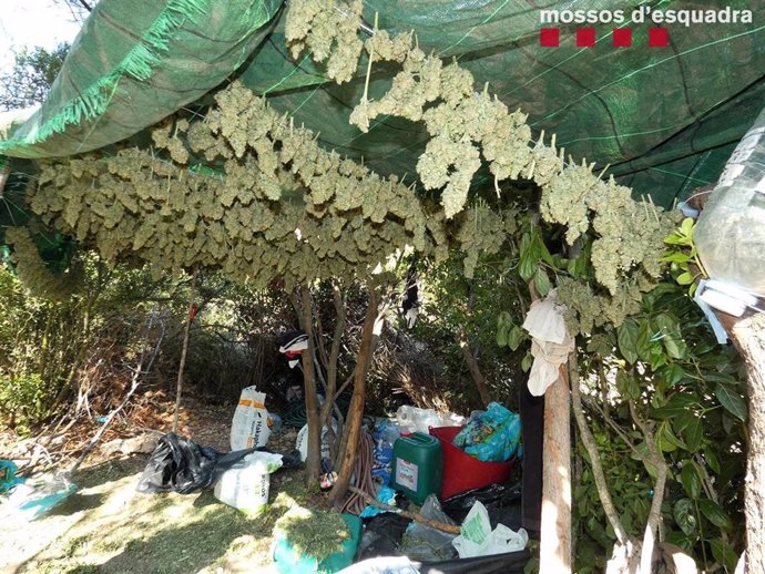 Espai en qu habitaven els jardiners i en qu es preparava la droga en una de les plantacions.