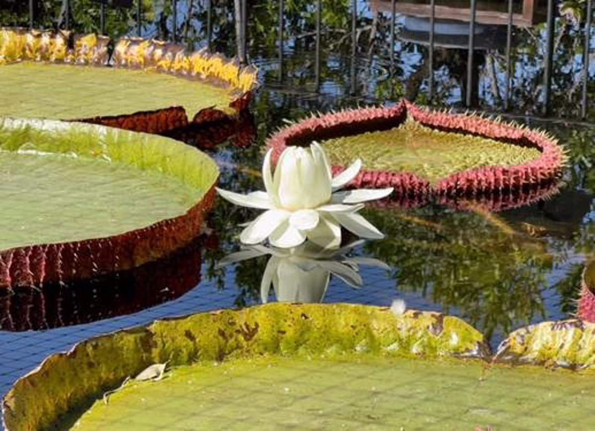 El nenúfar gigante 'Victoria' repite floración en el Real Jardín Botánico  de Madrid