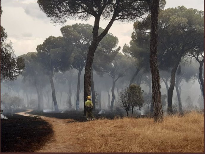 Una imagen de un bombero en el incendio de El Tiemblo.