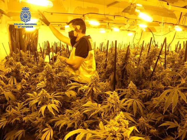 Desmantelada plantación indoor de marihuana establecida en el interior de varias viviendas por los traficantes