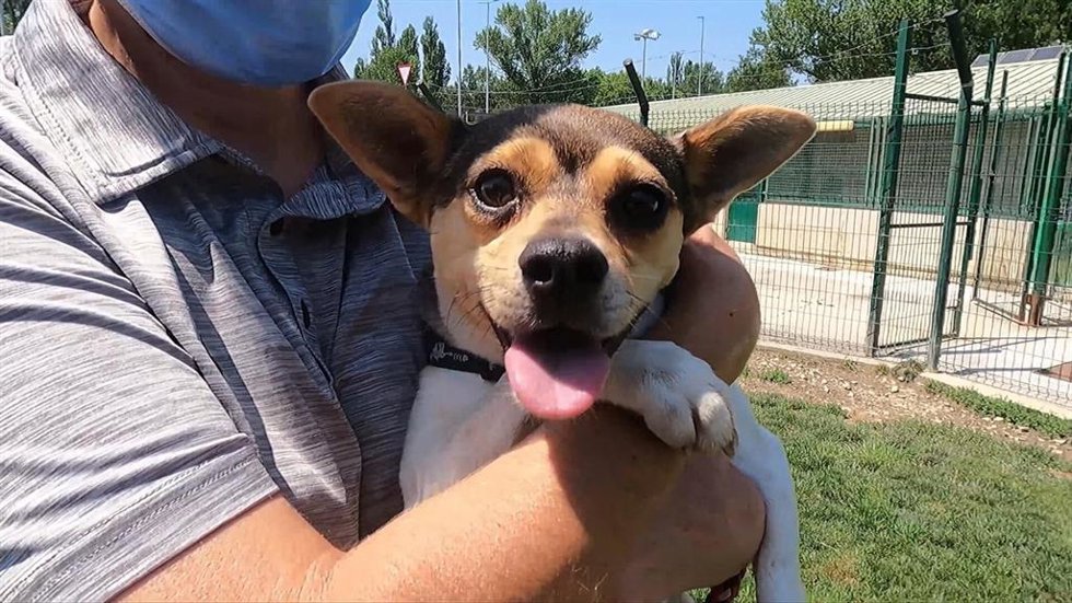 Uno de los perros acogidos en el Centro de Atención de Animales del Ayuntamiento de Pamplona