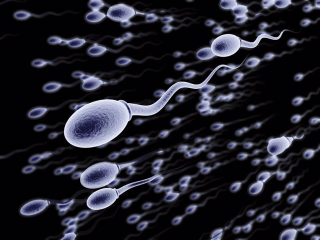 Archivo - Espermatozoides, esperma