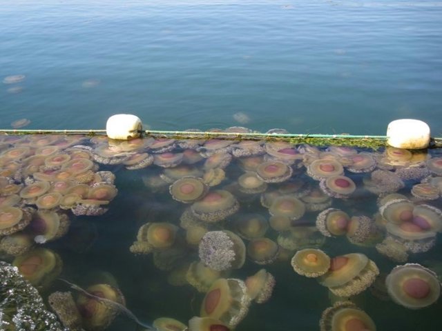 Archivo - Foto de archivo de medusas en las playas de Murcia