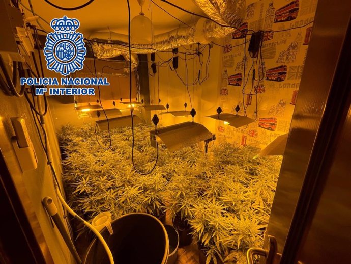 Cultivo de marihuana en una vivienda de La Cañada, en Almería.