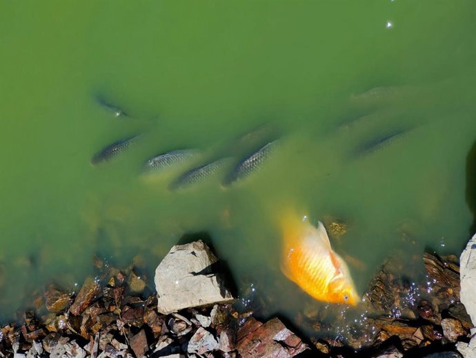 Peces muertos en el embalse del Vicario