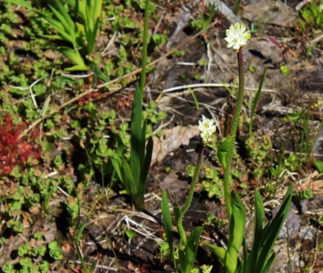 Triantha occidentalis produce tallos florales con pelos pegajosos que pueden atrapar insectos. Una nueva investigación confirma que la planta puede digerir estas presas atrapadas.