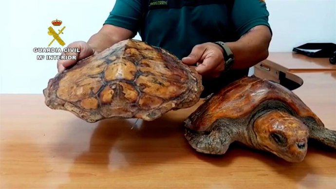Dos ejemplares de tortuga marina 'boba' localizadas en un local de restauración de Fuerteventura