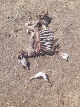 Efectos del ataque de una lobada en una explotación ganadera de Gáname.