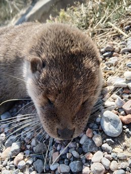 Nutria atropellada