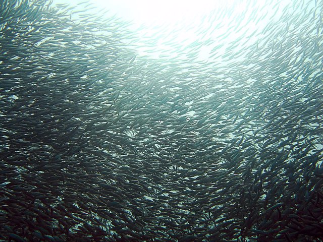 Banco de sardinas