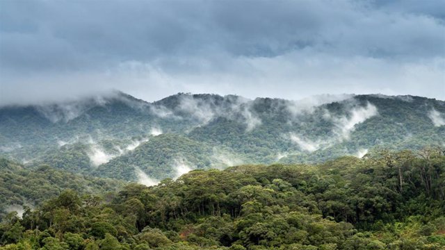 Los investigadores de la Universidad de Princeton encontraron que una mayor formación de nubes sobre áreas boscosas sugiere que la reforestación probablemente sería más efectiva para enfriar la atmósfera de la Tierra de lo que se pensaba anteriormente.