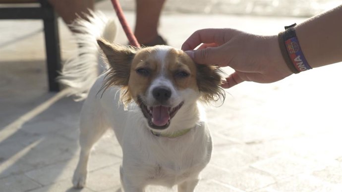 Bahía Sur, centro Pet Friendly