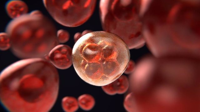 Archivo - Los errores que se producen durante la meiosis pueden generar enfermedades genéticas.
