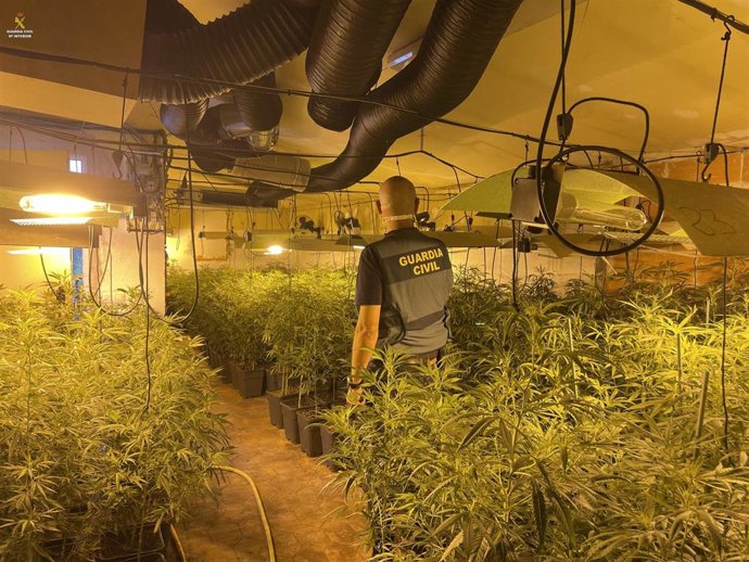 Desmantelada una plantación de 1051 plantas de marihuana en Palol d'Onyar (Girona).