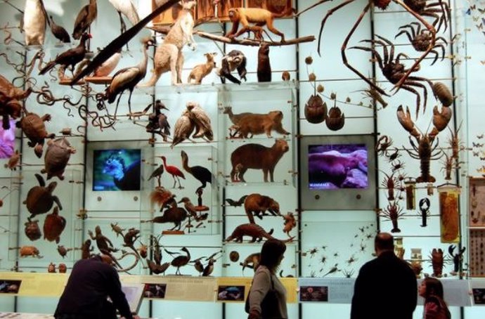 Biodiversidad. Solo mire toda esa biodiversidad montada en una pared para su placer visual. En el Museo Americano de Historia Natural de la ciudad de Nueva York.