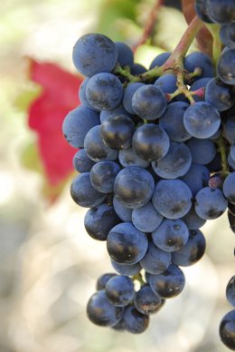 La vendimia de este año se prevé de buena calidad en Denominaciones de Origen catalanas