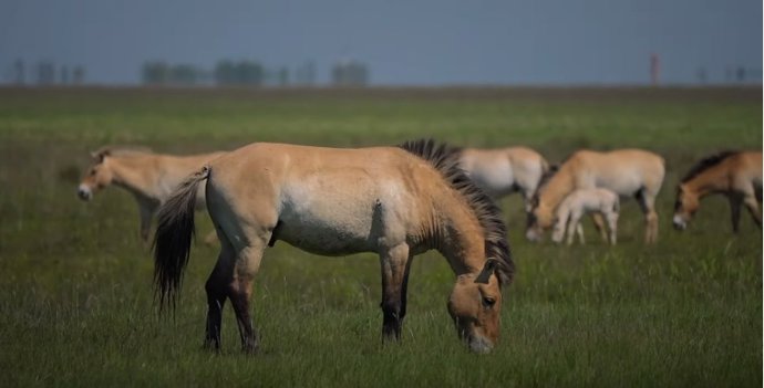 Caballos salvajes de 'Przewalski'